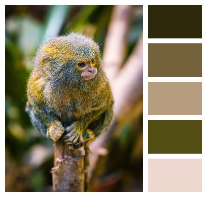 Monkey Animal Pygmy Marmoset Image